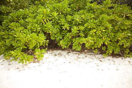 Beach tree, green tree bush on the white sand beachの写真素材