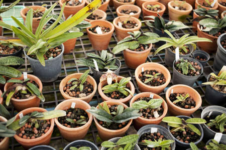 orchid pot, various of orchid plant pots in orchid nursery farmの写真素材