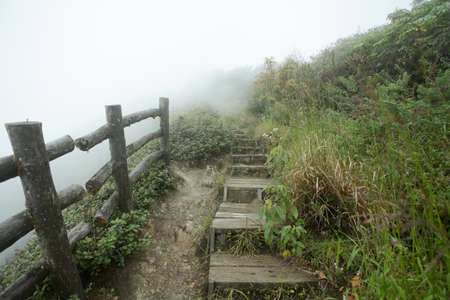 nature walkway, humid land field forest with walk way in the mist cloud