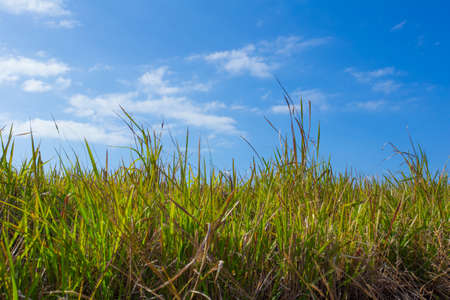 grass land, tall green grass landscape in wide fieldの写真素材