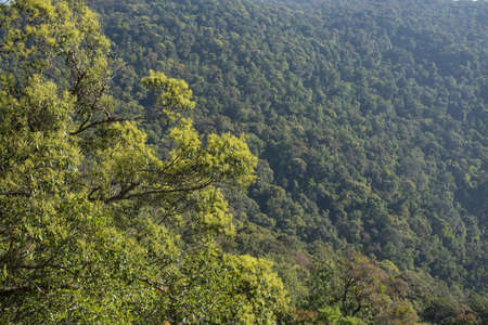 forest view, Thailand forest view from mountain cliff viewpointの写真素材