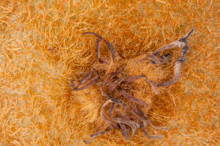 kiwi skin, close-up of hairy kiwi skin showing brown surface texture