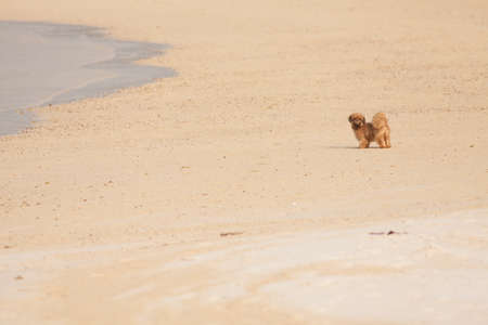 beach dog, lonely brown shihtzu puppy on the white sand beachの写真素材