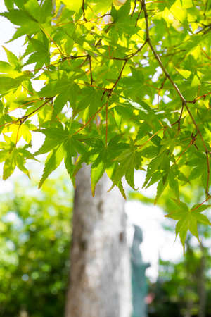 maple leavesの写真素材