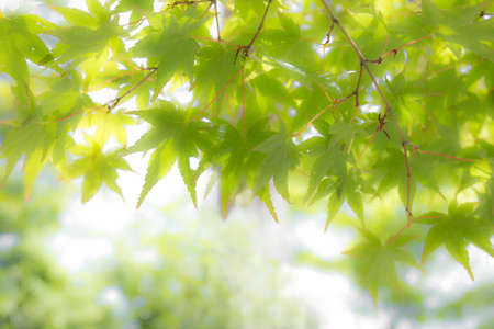 maple leaves