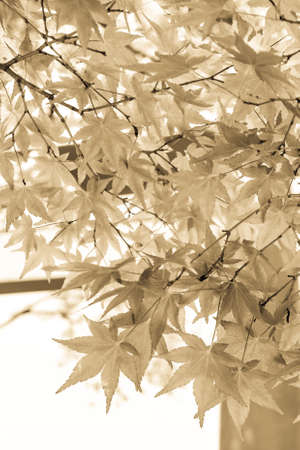 maple leaves in light brown colourの写真素材