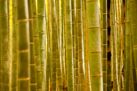 bamboo forest, bamboo forest showing texture of trunk in Arashiyama, Japanの写真素材