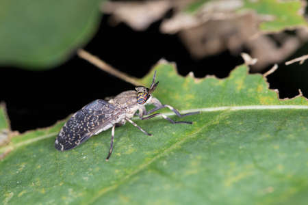 forest insect, Thailand tropical forest insect on a leafの写真素材