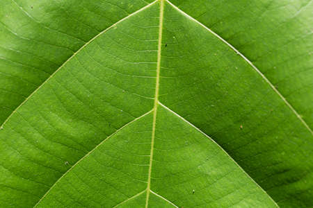 leaf closeup, close-up to vein texture of green shiny leaf