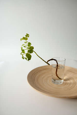 Polyscias, branch of polyscias in water bottle use for room decorationの写真素材
