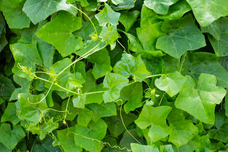 Ivy gourd, Coccinia grandis or ivy gourd is an Asian vegetable showing leaf textureIvy gourd, Coccinia grandis or ivy gourd is an Asian vegetable showing leaf textureの写真素材