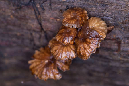 wild mushroom, brown wild mushroom grows on wood trunkの写真素材