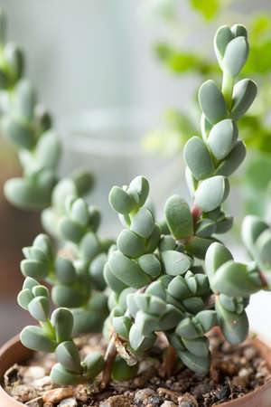 succulent, close up of rare succulent plantの写真素材