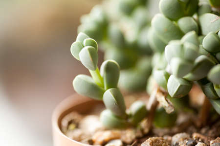 succulent, close up of rare succulent plantの写真素材