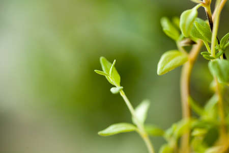 thyme, fresh green Thyme herb for background useの写真素材