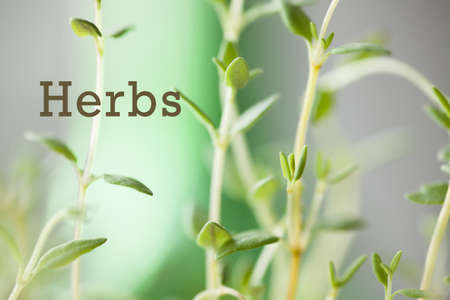 thyme, fresh green Thyme herb for background useの写真素材