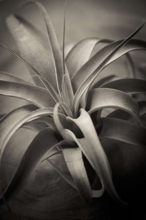Tillandsia xerographica, silver air root plant Tillandsia Xerographica on wood plateの写真素材
