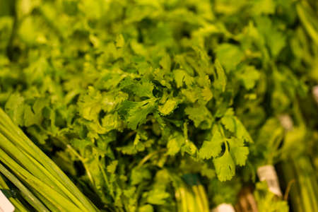 fresh cilantro, texture of fresh cilantro harvesting at the marketの写真素材
