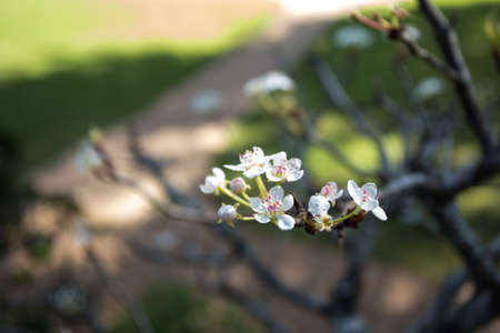 bonsai plum, bonsai plum flower in the garden, Thailand
