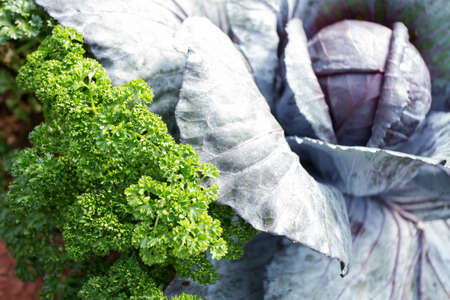 cabbage garden, fresh cabbage and parsley grow in farm, Thailandの写真素材
