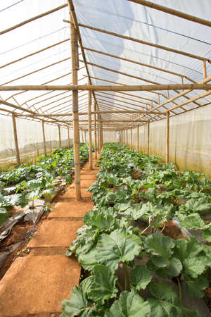 vegetable farm, indoor cabbage and salad vegetable farm in Thailand