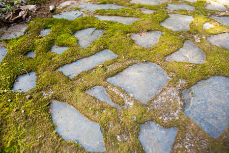 moss on the floor, green moss grows on the dampness brick floor in the forest, Thailandの写真素材