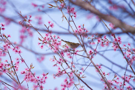 Himalayan cherry blossom, outdoor pink Sukura or Himaayan Cherry Blossom blooming in Thailand