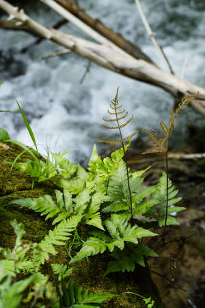 tropical forest, fern, mushroom on dead log in waterfall stream, Thailandの写真素材