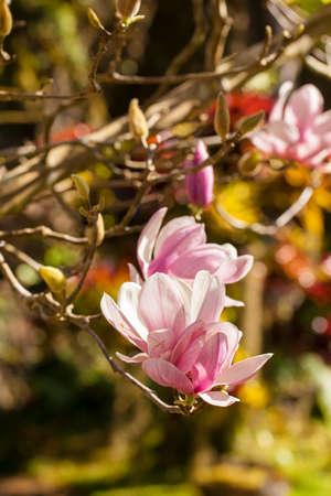Magnolia, Cute pink Magnolia first bloom fresh blossom in the forestの写真素材