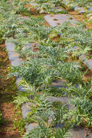salad farm, green fresh salad vegetable growing in agriculture farmの写真素材