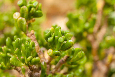haworthia, close up showing pattern texture of cactus and succulents gardenの写真素材