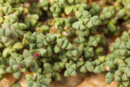 cactus, close up showing pattern texture of cactus and succulents gardenの写真素材