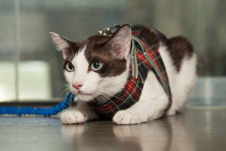 Cat a cute Thai house cat wearing costume posingの写真素材