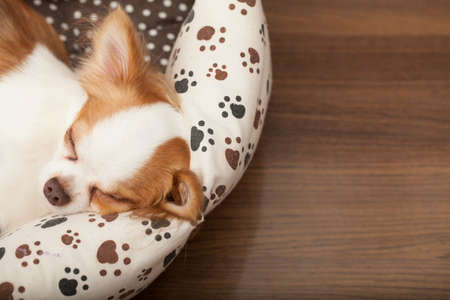 Chi Hua Hua a Chi Hua Hua puppy sleeping in a mattressの写真素材