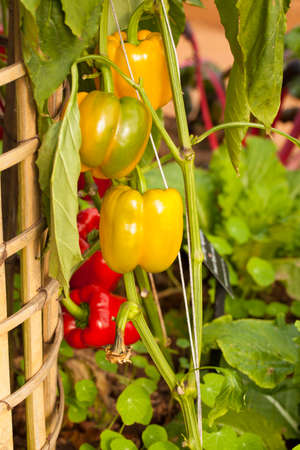 bell pepper tree colourful bell pepper growing in the house gardenの写真素材
