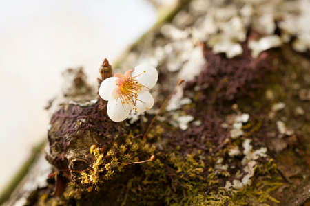 white cherry blossom White flower of Cherry Blossom or plum apple treeの写真素材