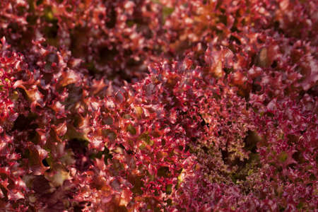 vegetable texture showing texture of red and green oak salad vegetable in sun light