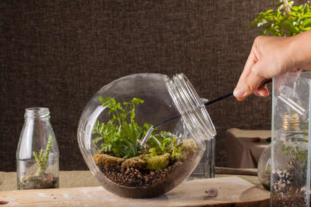 Terrarium, a hand with a tweezer making of bottle terrarium plant green house.の写真素材