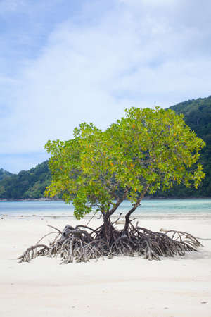 beach mangrove, mangrove forest plant growing by the ocean sand beach showing rootsの写真素材