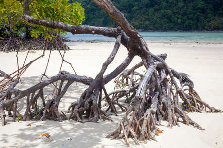 beach mangrove, mangrove forest plant growing by the ocean sand beach showing rootsの写真素材