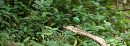 Hooded Pitta, Hooded Pitta walk looking for food in tropical forest, Thailandの写真素材