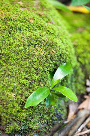 dampness plant, moss and fern green dampness area in tropical forest, Thailandの写真素材