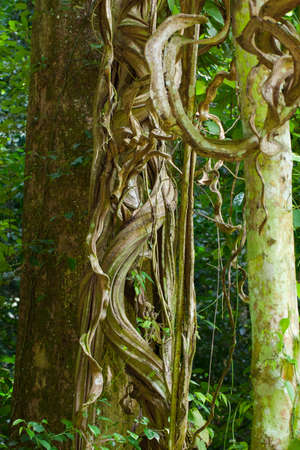 vine, large vine climbing to a tree in deep forest, Thailand