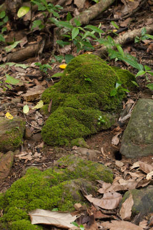dampness plant, moss and fern green dampness area in tropical forest, Thailandの写真素材