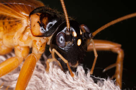 cricket bug, large brown and black head of Tarbinskiellus portentosus in the forest, Thailandの写真素材