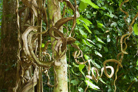 vine, large vine climbing to a tree in deep forest, Thailandの写真素材