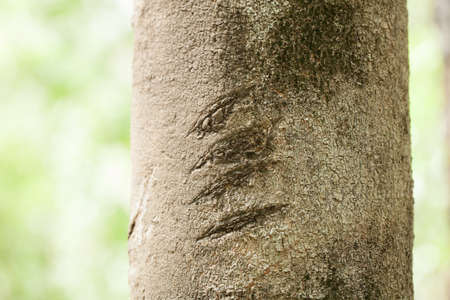 Claw mark, Claws marked on a tree in deep tropical forest, Thailand