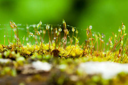 moss, dampness area in Thailand with close-up of moss and lichen ecology plant