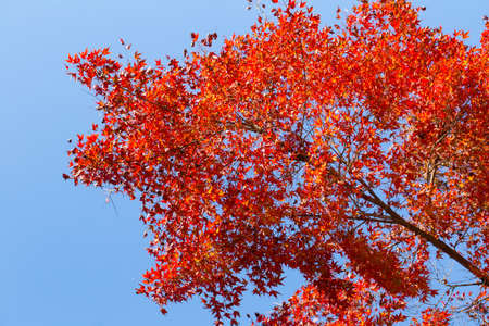 Red maple leafs full of all branch during autumn season