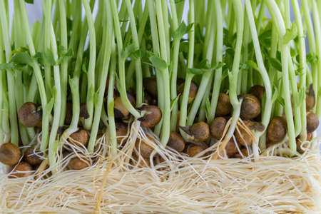Sweet pea sprouts, close up to texture of young sweet pea sproutsの写真素材